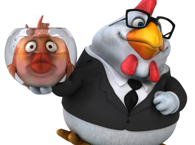 The Business Chicken &amp; His Unimpressed Fish Friend